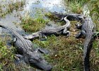 Alligators at Everglades NP