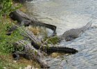 Everglades Alligators