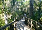 Fakahatchee Strand Boardwalk