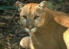 Florida Panther