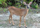 Florida Key Deer