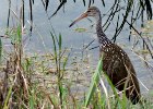 Limpkin at Loxahatchee NWR