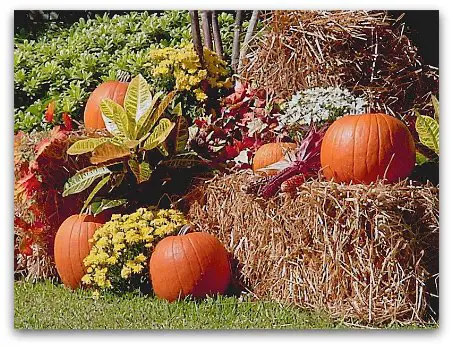 November in Miami, tropical pumpkin arrangement