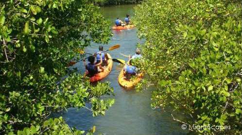 Mangrove creeks and waterways at Oleta great for kayaking and canoeing