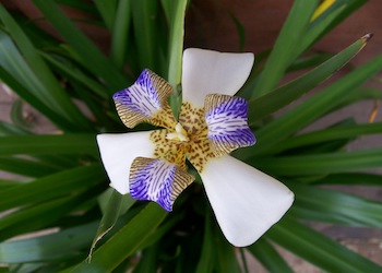 Miami Orchid Festival