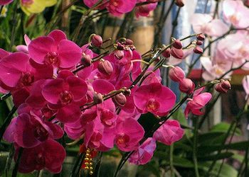 Redland International Orchid Festival