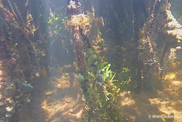 Snorkeling the Mangrove Shore at Pennekamp Park