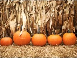 Pumpkins at Pinto Farm