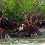 Red Mangrove