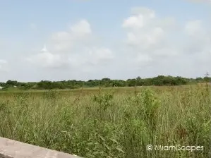 Road to Flamingo: Sawgrass Prairies