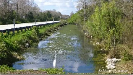 Canal alongside Tamiami Trail