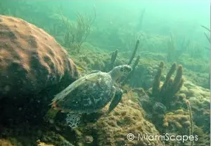 Florida Sea Turtle Swims along Reef