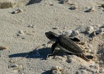 Sea Turtle hatchling crawling to ocean