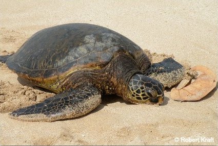 A Sea Turtle Digs a Nest with her flippers