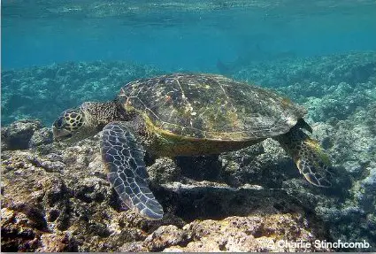 Sea Turtle Facts
