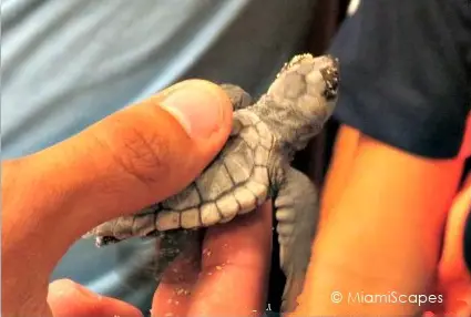 Sea Turtle Awareness Program Crandon Park: Hatchling