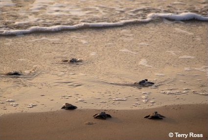 Newly hatched sea turtle hatchlings crawling to the surf