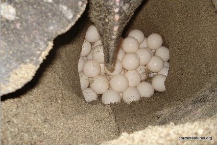 A Sea Turtle Laying Eggs