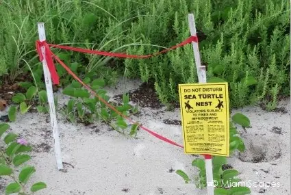 During the summer months if you visit any of our beaches you are likely to see turtle nests that have been marked by conservation groups and volunteers. Please be mindful by staying away. 