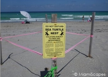Sea turtle nests at Hollywood Beach