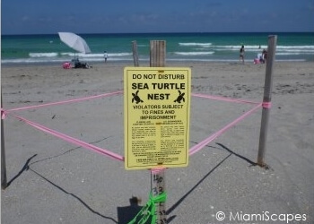 Sea turtle nests at Hollywood Beach Sea turtle nests at Hollywood Beach