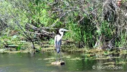 Shark Valley Great Blue Heron