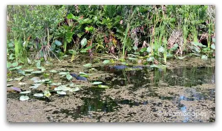 Alligators at Shark Valley Loop Road 