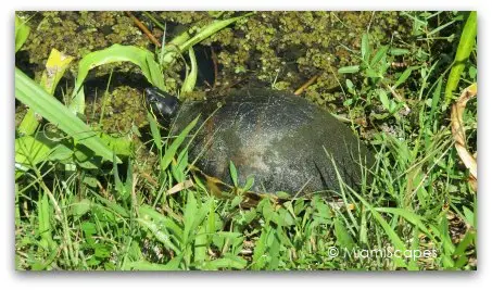 Turtle at Shark Valley Loop Road 