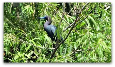 Little Blue Heron at Shark Valley Loop Road 