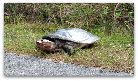 Turtle at Shark Valley Loop Road 