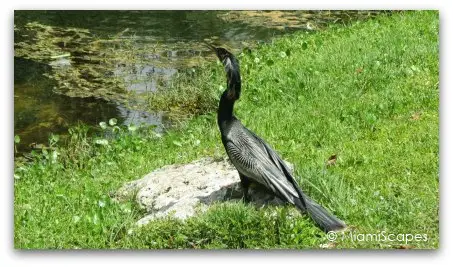 Anhinga at Shark Valley Loop Road 