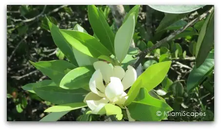 Blooming Trees at Shark Valley Loop Road 