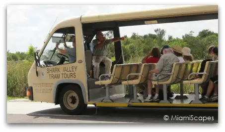 Tram at Shark Valley Loop Road 