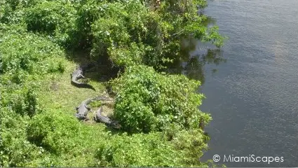 Shark Valley Alligator Water Hole