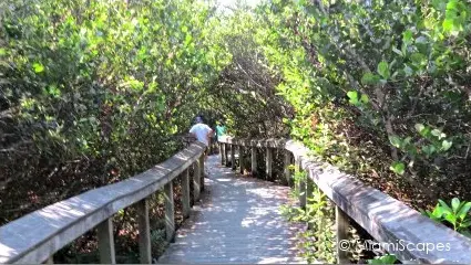 Shark Valley Bobcat Boardwalk Trail