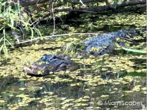 Alligators at Shark Valley