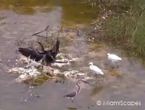 Birds at Shark Valley