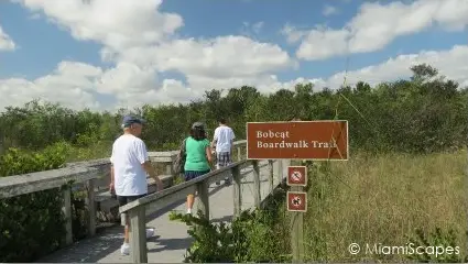 Shark Valley Bobcat Boardwalk Trail
