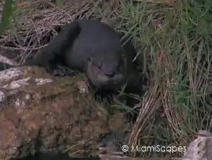 Otters at Shark Valley