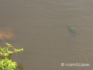 Turtles at Shark Valley