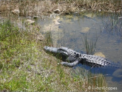 Shark Valley Everglades Alligator