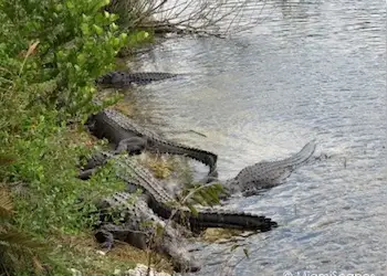 Alligators at the Florida Everglades