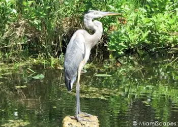 Great Blue Heron at the Florida Everglades