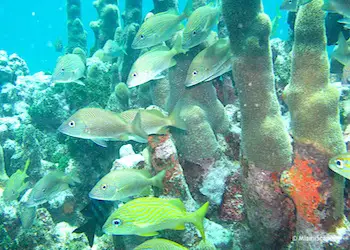 Tropical Coral Reef and Fish at Pennekamp Park