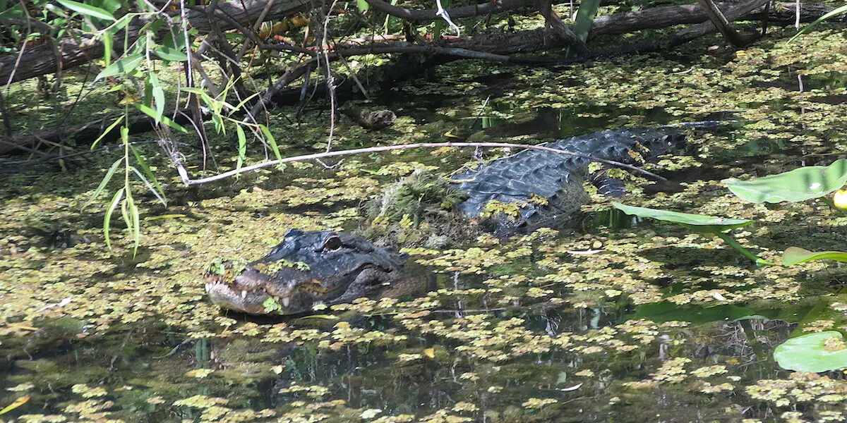 Alligator at Everglades National Park