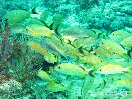 Fish Fish and More Fish at Snapper Ledge