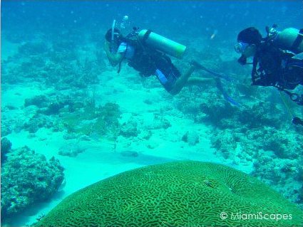 Snapper Ledge divers and brain coral head Divers swim by the healthy brain coral boulders at Snapper Ledge