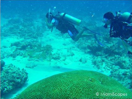 Divers swim by the healthy brain coral boulders at Snapper Ledge