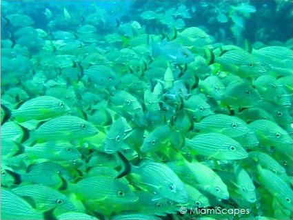 Snapper Ledge - large schools of grunts, snappers, schoolmasters Snapper Ledge - large schools of grunts, snappers, schoolmasters