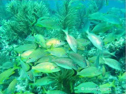Snapper Ledge - large schools of grunts, snappers, schoolmasters Snapper Ledge - large schools of grunts, snappers, schoolmasters